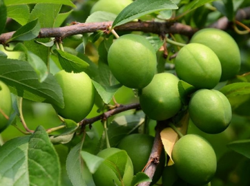 青梅能夠調(diào)理腸胃其中的兒茶酸能夠促進(jìn)腸胃的蠕動(dòng)