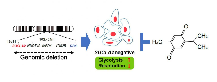 具有SUCLA2基因缺失的前列腺癌細胞可以作為治療靶標(biāo)