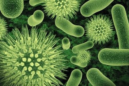 腸道微生物組與馬細胞通訊以增強其運動表現(xiàn)
