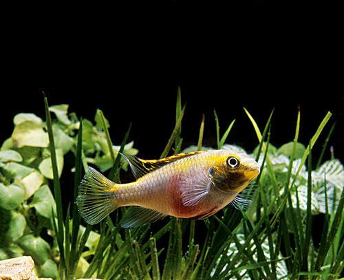 維多利亞湖麗魚(yú)科魚(yú)的研究揭示了物種快速適應(yīng)的過(guò)程