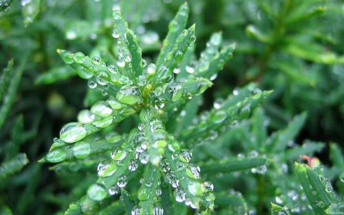了解細(xì)胞如何生長和分裂可以帶來更強大和更高效的植物