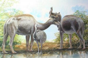 奇怪的哺乳動(dòng)物解開了謎團(tuán)