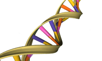 蛋白質如何阻止細胞攻擊自己的DNA