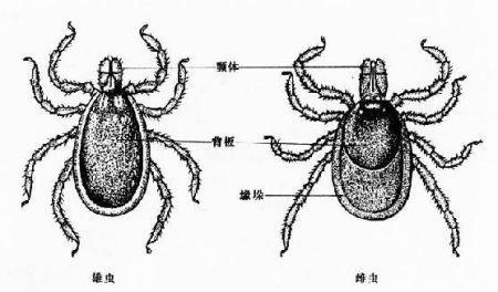 越來越多的證據表明炎癥是萊姆病的神經系統(tǒng)表現(xiàn)的來源