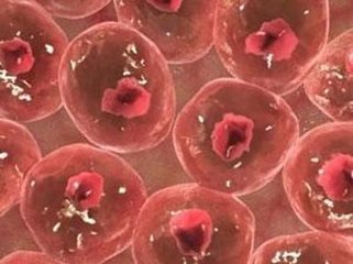 新生兒期后小鼠沒(méi)有新的心肌細(xì)胞