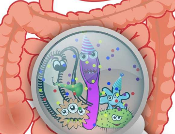 ghrelin等激素是腸道與其他器官進行溝通和協(xié)調(diào)的主要方法