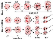 大腦中的干細(xì)胞會分裂數(shù)月以產(chǎn)生新的神經(jīng)細(xì)胞