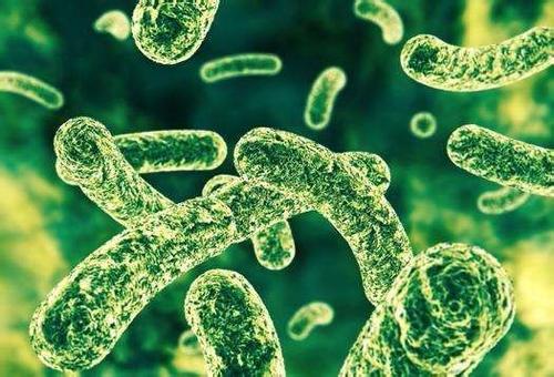 他汀類藥物可能會促進健康的腸道微生物