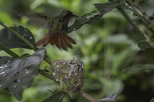 鳥類可以將一些毛毛蟲誤認為是蛇