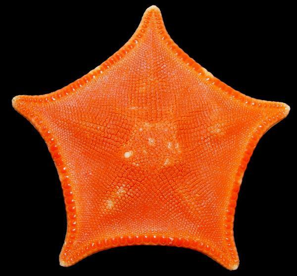 千島盆地海星中的新化合物顯示出對抗癌細胞的功效