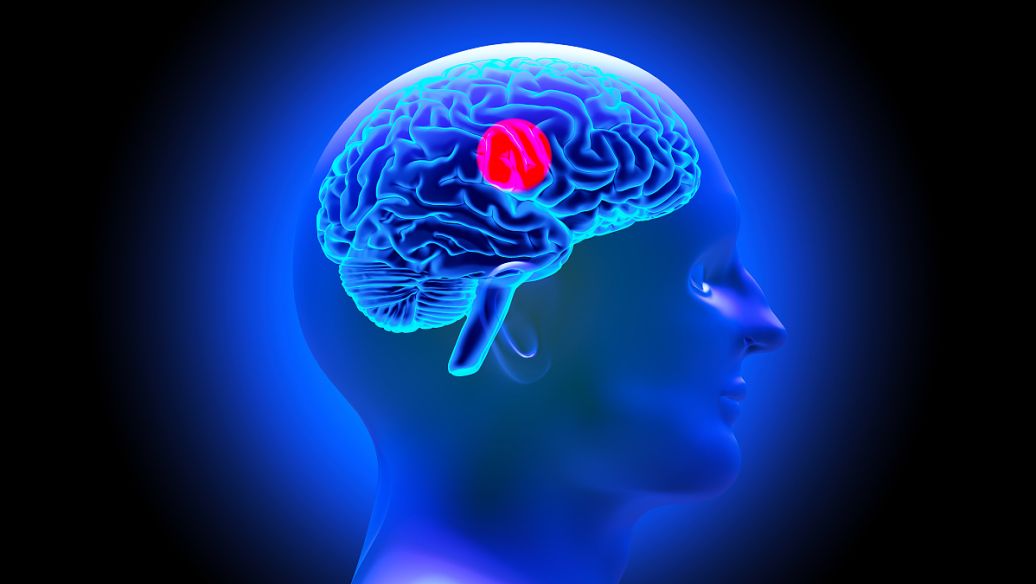我們的記憶是如何工作的 大腦每天如何優(yōu)化其機(jī)制