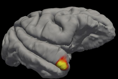 科學家在大腦中發(fā)現了一類新的記憶細胞