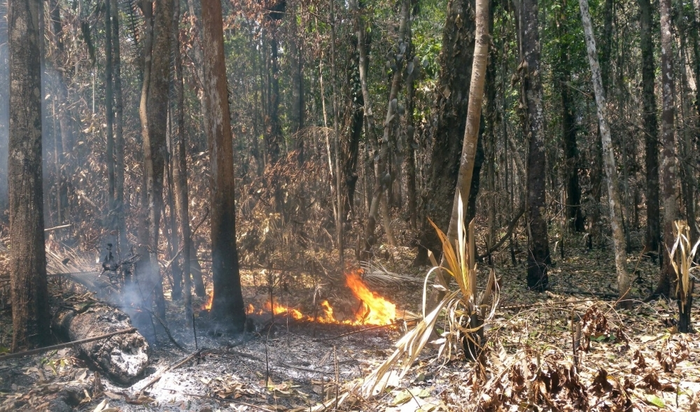 亞馬遜潮濕地區(qū)的火災(zāi)在長達(dá)三年的時(shí)間內(nèi)摧毀了27%的樹木
