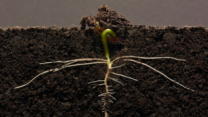 植物根部和動物胚胎依賴相同的化學物質(zhì)才能成功發(fā)育