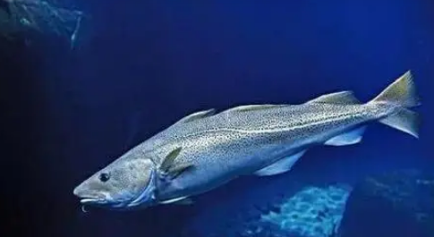 加拿大東部的高鱈魚(yú)捕獲量可能會(huì)持續(xù)數(shù)十年