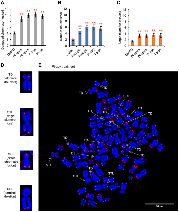 Oncotarget：癌細(xì)胞中的端粒功能障礙和染色體不穩(wěn)定性