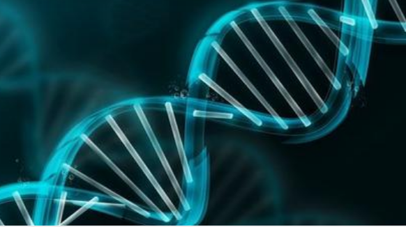 研究為關(guān)鍵轉(zhuǎn)錄因子如何管理對(duì) DNA 的訪問(wèn)提供了證據(jù)