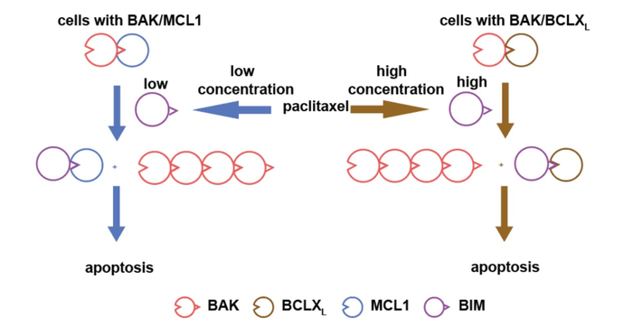 BAK/MCL1復(fù)合物可預(yù)測癌細胞對化療藥物的敏感性