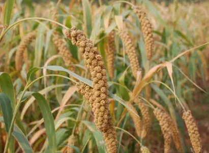 先進的模型和田間數(shù)據(jù)相結合 以更好地進行覆蓋作物管理