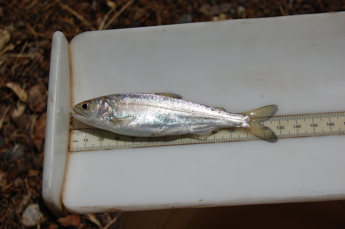 能夠抵御干旱和海洋變暖的幸存鮭魚(yú)為加州奇努克提供了生命線(xiàn)