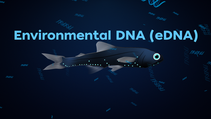 WHOI 研究表明環(huán)境 DNA 是了解海洋暮光區(qū)遷徙的可靠方法