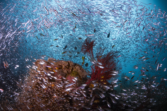 熱帶海洋生態(tài)系統(tǒng)之間的浮游生物運(yùn)動(dòng)推動(dòng)了捕魚的甜蜜點(diǎn)