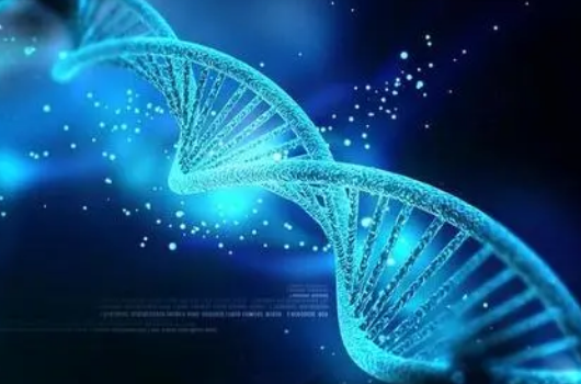 CNIC科學(xué)家確定基因在胎盤(pán)發(fā)育中的重要作用