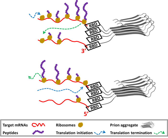 朊病毒可能會(huì)傳遞 RNA 的信息