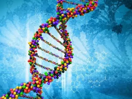神經(jīng)生物學(xué)家確定了一種對(duì)健康日常節(jié)奏很重要的新基因
