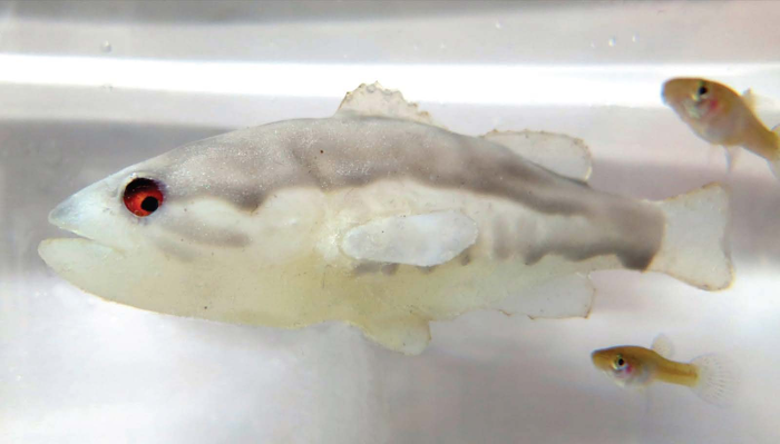機(jī)器人利用恐懼來(lái)對(duì)抗入侵的魚(yú)類