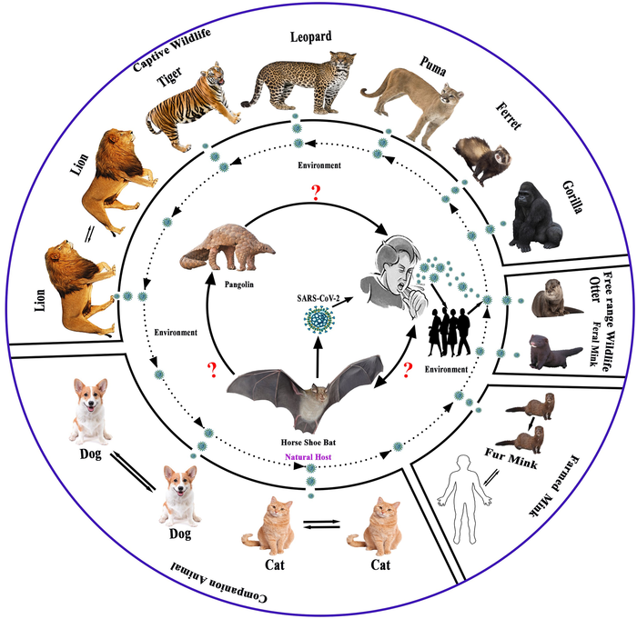 探索世界各地動物中 SARS-CoV-2 和相關(guān)病毒的遺傳學(xué)