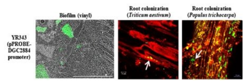 科學(xué)家確定了植物根部微生物定植的關(guān)鍵基因