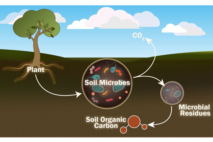 西弗吉尼亞大學的研究人員尋求更好地了解單個土壤微生物的作用