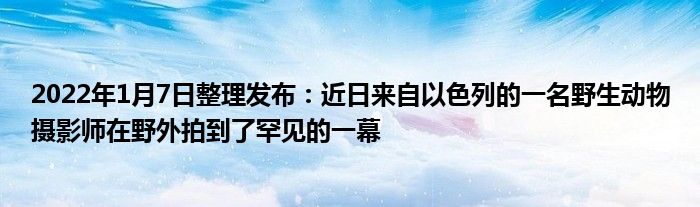 2022年1月7日整理發(fā)布：近日來自以色列的一名野生動物攝影師在野外拍到了罕見的一幕