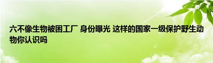 六不像生物被困工廠 身份曝光 這樣的國家一級保護野生動物你認識嗎
