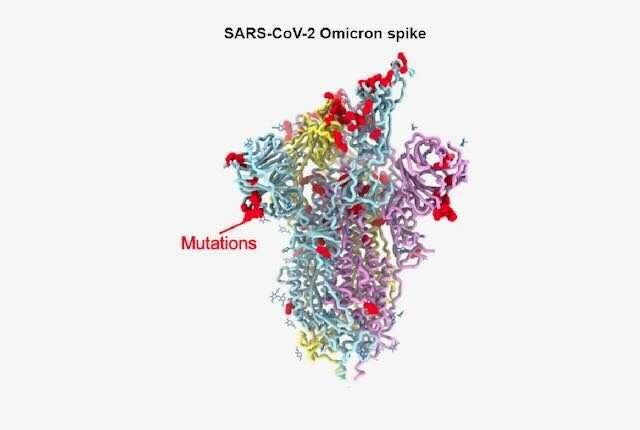 研究詳細(xì)說(shuō)明了 Omicron 刺突蛋白的變化
