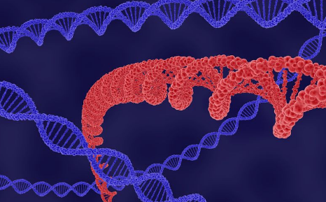 科學(xué)家們發(fā)現(xiàn)了一種可以促進(jìn)基因表達(dá)的新蛋白質(zhì)