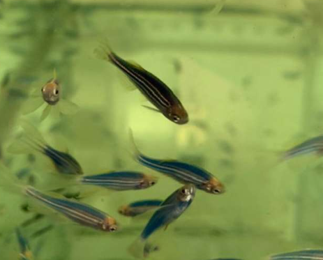 給予斑馬魚精神藥物來訓(xùn)練人工智能算法
