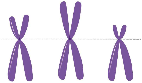 研究發(fā)現(xiàn)發(fā)現(xiàn)與男性不育有關(guān)的 X 染色體