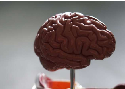 研究人員證實了大腦區(qū)域在身心交流中的作用
