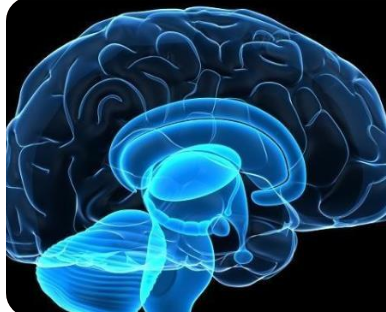 研究人員揭示了受早期生活逆境影響的神經(jīng)生物學(xué)機制