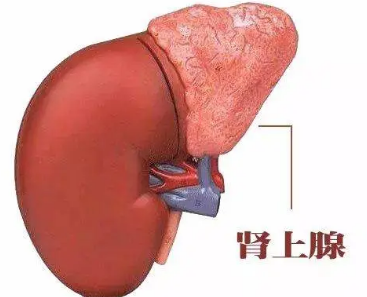 如何使用誘導多能干細胞在培養(yǎng)皿中重建腎上腺