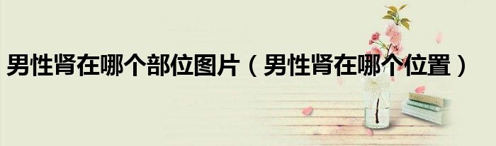 男性腎在哪個部位圖片（男性腎在哪個位置）