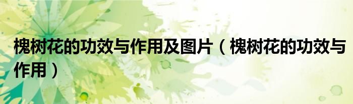 槐樹(shù)花的功效與作用及圖片（槐樹(shù)花的功效與作用）