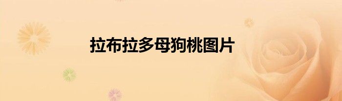 拉布拉多母狗桃圖片