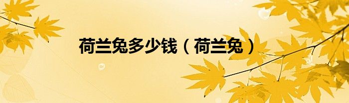 荷蘭兔多少錢(qián)（荷蘭兔）