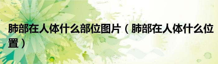 肺部在人體什么部位圖片（肺部在人體什么位置）