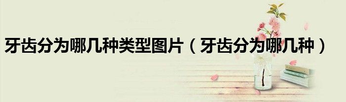 牙齒分為哪幾種類(lèi)型圖片（牙齒分為哪幾種）