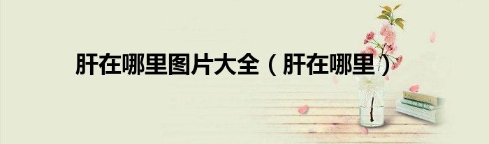 肝在哪里圖片大全（肝在哪里）
