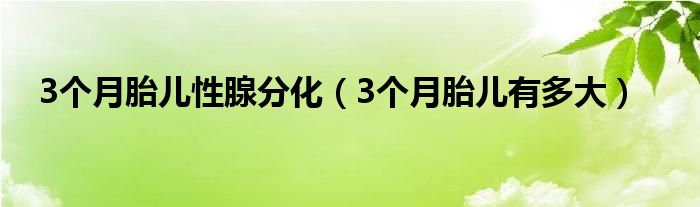 3個月胎兒性腺分化（3個月胎兒有多大）